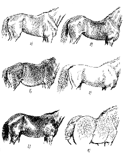 холка, спина, круп, живот.