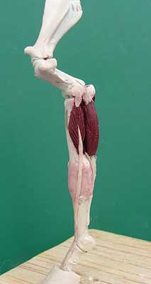 Лучевой разгибатель запястья (Extensor carpi radialis)
