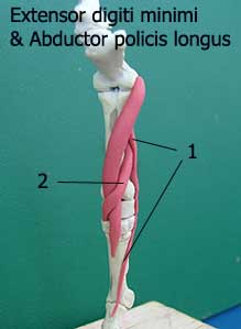  Рагибатель мизинца (Extensor digiti minimi)(1) и Длинный абдуктор большого пальца(Аbductor policis longus)(2)
