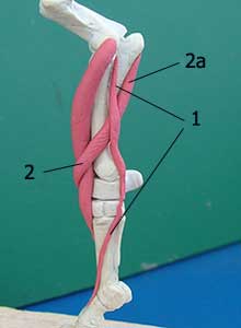 Рагибатель мизинца (Extensor digiti minimi)(1) и Длинный абдуктор большого пальца(Аbductor policis longus)(2)