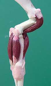 (Origin - Supraglenoid tubercle. Insertion - Radial tuberosity)