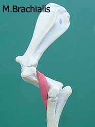 плечевая мышца (М.brachialis)