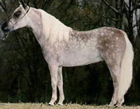 Лошадь серой масти